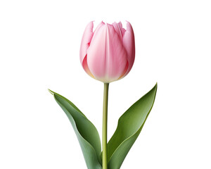 Obraz premium Single Pink Tulip Blossom, Isolated, Spring Bloom, Elegant Flower, Botanical Image