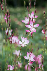 Beautiful appleblossom grass (gaura lindheimeri) flowers.