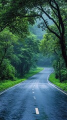 Rainy Day Road Through Lush Green Forest Canopy