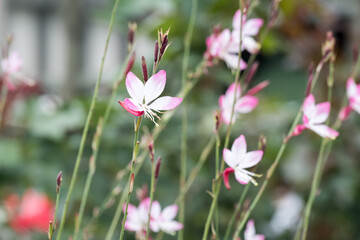 Beautiful appleblossom grass (gaura lindheimeri) flowers.