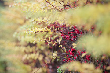 Zweige mit roten Beeren und Tautropfen im Herbst, natürliche Schönheit in der Natur