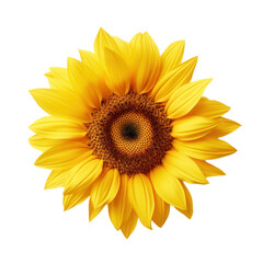 Fototapeta premium Vibrant Yellow Sunflower Bloom, Isolated on White Background