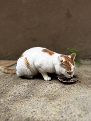 street cat eats on the street