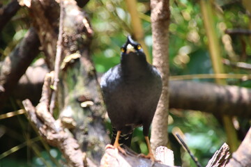 bird on a branch