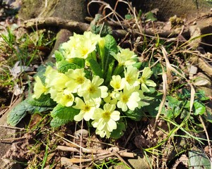 The Colours Of Nature. Trees, Flowers, Shrubs and Bushes