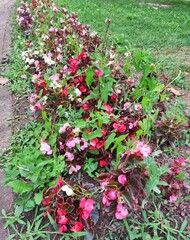 The Colours Of Nature. Trees, Flowers, Shrubs and Bushes