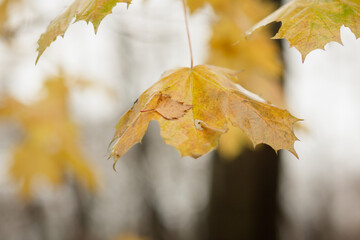 Herbstbl&auml;tter im Licht &ndash; goldene Farben des Sp&auml;therbsts