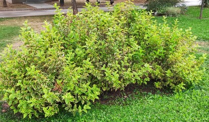 The Colours Of Nature. Trees, Flowers, Shrubs and Bushes