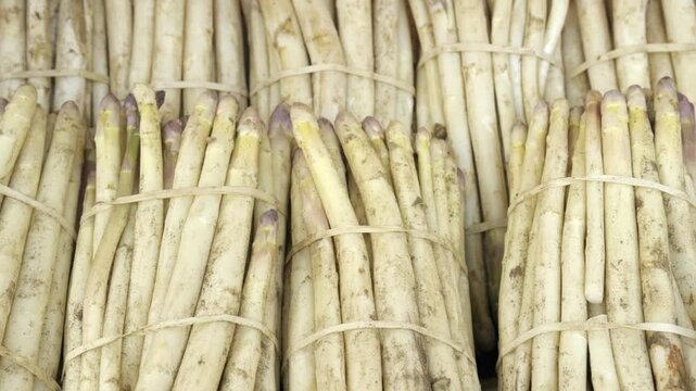 Freshly harvested white asparagus bundled for sale at a local market in early spring,  Ch&acirc;tillon-sur-Loire, Centre, France