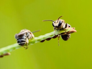 nomia bees in the garden 