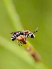 A nomia bee on a green grass