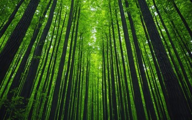 Fototapeta premium natural transpiration concept. A time-lapse of a forest regenerating after rainfall, showing transpiration s role in environmental recovery