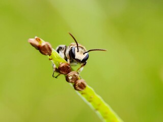 A nomia bee on grass flower seeds in the garden