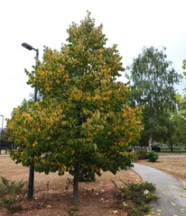 The Colours Of Nature. Trees, Flowers, Shrubs and Bushes