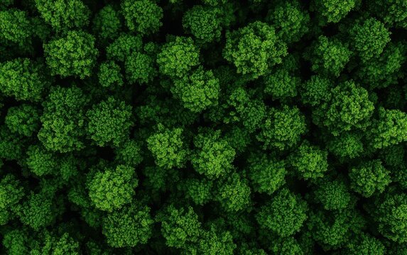 natural transpiration concept. A detailed view of a forest canopy where collective leaf transpiration contributes to the local microclimate