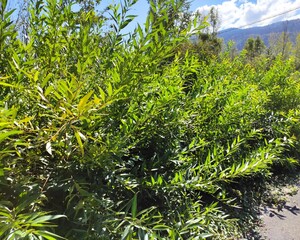 The Colours Of Nature. Trees, Flowers, Shrubs and Bushes