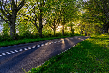 Rural B3082 road leading through row of beech trees with long shadows and bright sun. Dorset, England, UK.