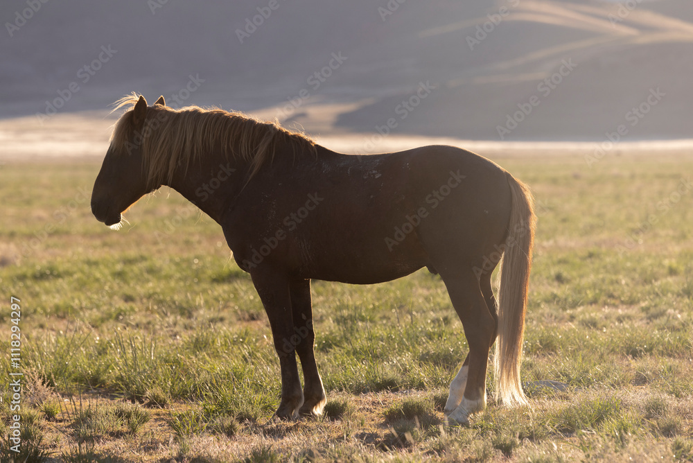 Wall mural Wild Horse in Springtime in the Utah Desert