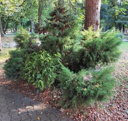 The Colours Of Nature. Trees, Flowers, Shrubs and Bushes