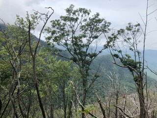 forest mountains