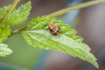 Verpuppte Puppe eines Marienkäfer auf einem grünen Blatt eines Baumes in der Natur, Deutschland