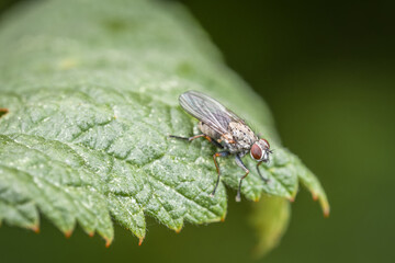 Makro detail Nahaufnahme einer Fliege sitzt auf einem Ast eines Baumes, Deutschland