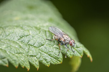 Makro detail Nahaufnahme einer Fliege sitzt auf einem Ast eines Baumes, Deutschland