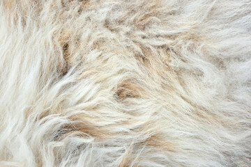 Background of a soft warm sheep fur in white and brown or beige. Closeup of wool sheep fleece skin texture. Top view.	