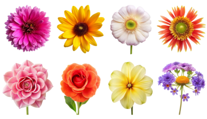 Set of eight various flowers on transparent background