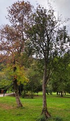 The Colours Of Nature. Trees, Flowers, Shrubs and Bushes