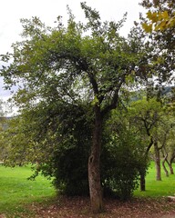 The Colours Of Nature. Trees, Flowers, Shrubs and Bushes