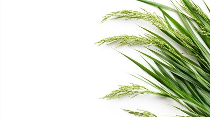 Fototapeta premium Leaning Paddy Stalks on Clean White Background