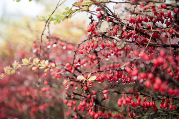 Zweige mit roten Beeren und Tautropfen im Herbst, natürliche Schönheit in der Natur