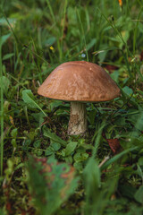 Edible mushrooms in the forest in summer mushroom grows among the grass