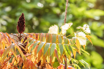 Detail Essigbaum Rhus typhina L. Herbstlaub mit Fruchtstand