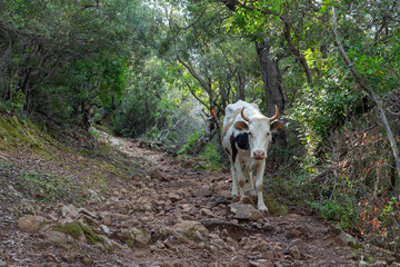 Wandernde Kuh auf dem Sentier du facteur, Corsica
