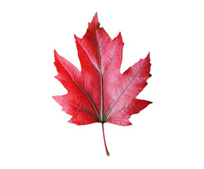 Red Maple Leaf PNG Transparent Image for Nature Designs, Autumn Decorations, and Environmental Themes