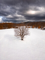 Lone tree in a snowy landscape under dramatic skies