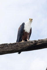 African Fish Eagle, (Icthyophaga vocifer), perched on a branch