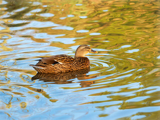 Female mallard duck with water reflections in soft late autumn light
