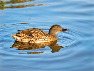 Female mallard duck with water reflections in soft late autumn light
