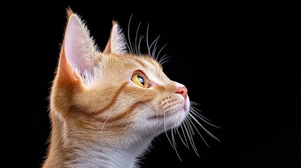 Ginger Cat Profile: Majestic orange tabby cat with striking yellow eyes, captured in profile against a dramatic black background.