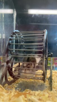 Vertical 4K video. Hamster runs in wheel. Playing with domestic animals. Buying and selling animals in pet store. Zoo. Concept of perseverance, speed, running, playing sports, futility of being. Home