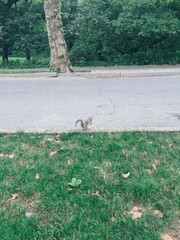 Squirrel met in Central Park