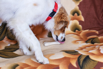 A happy dog wearing a bright red collar is diligently licking its paw