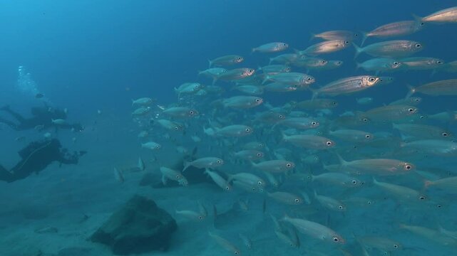 Scuba dviers and a School of atlantic oceian boga fish