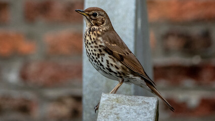 Song Thrush