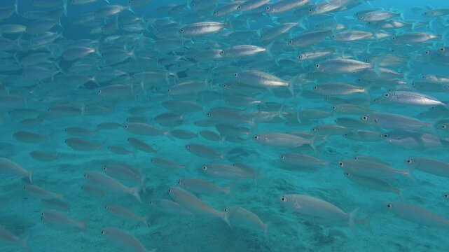 School of boga fish -boops boops- in blue ocean water
