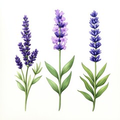 Naklejka premium Watercolor Lavender Flowers Isolated on White Background