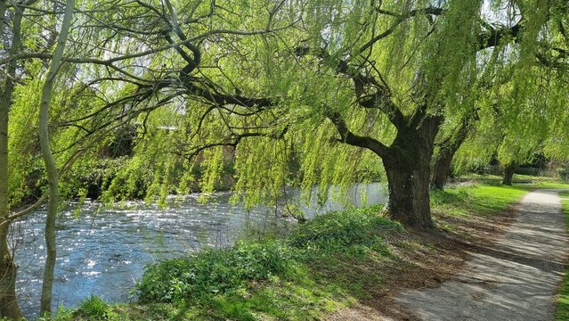 Tree by the River